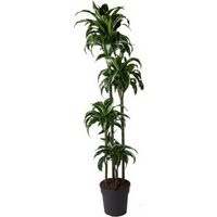 Kategorie <b>Produkt ohne Kategoriezuordnung </b> - Dracaena Dorado 120-90-60-30 27 cm Topf 170 cm Höhe
