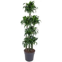 Kategorie <b>Produkt ohne Kategoriezuordnung </b> - Dracaena Dorado 120-carrousel 34 cm Topf 170 cm Höhe