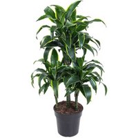Kategorie <b>Produkt ohne Kategoriezuordnung </b> - Dracaena Dorado 45-carrousel 21 cm Topf 90 cm Höhe