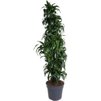 Kategorie <b>Produkt ohne Kategoriezuordnung </b> - Dracaena Dorado verzweigt 21 cm Topf 70 cm Höhe