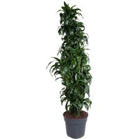 Kategorie <b>Produkt ohne Kategoriezuordnung </b> - Dracaena Dorado verzweigt 31 cm Topf 140 cm Höhe