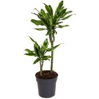 Kategorie <b>Produkt ohne Kategoriezuordnung </b> - Dracaena Gold Coast 30-10 19 cm Topf 80 cm Höhe