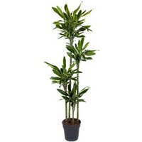 Kategorie <b>Produkt ohne Kategoriezuordnung </b> - Dracaena Gold Coast 120-90-60-30 27 cm Topf 190 cm Höhe