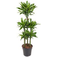 Kategorie <b>Produkt ohne Kategoriezuordnung </b> - Dracaena Gold Coast 90-carrousel 31 cm Topf 150 cm Höhe