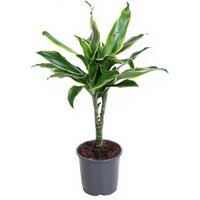 Kategorie <b>Produkt ohne Kategoriezuordnung </b> - Dracaena Gold Coast Stamm 15cm P13 13 cm Topf 50 cm Höhe