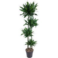 Kategorie <b>Produkt ohne Kategoriezuordnung </b> - Dracaena Green Jewel 120-90-60-30 27 cm Topf 170 cm Höhe