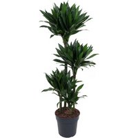 Kategorie <b>Produkt ohne Kategoriezuordnung </b> - Dracaena Green Jewel 90-60-30-15 27 cm Topf 140 cm Höhe