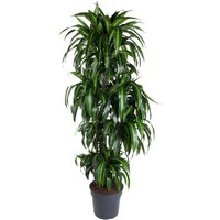 Kategorie <b>Produkt ohne Kategoriezuordnung </b> - Dracaena Hawaiian Sunshine 120-carrousel 34 cm Topf 170 cm Höhe