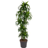 Kategorie <b>Produkt ohne Kategoriezuordnung </b> - Dracaena Hawaiian Sunshine 150-carrousel 40 cm Topf 210 cm Höhe
