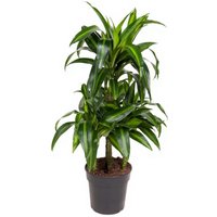 Kategorie <b>Produkt ohne Kategoriezuordnung </b> - Dracaena Hawaiian Sunshine 45-carrousel 21 cm Topf 100 cm Höhe
