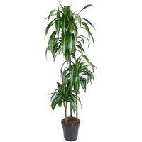 Kategorie <b>Produkt ohne Kategoriezuordnung </b> - Dracaena Hawaiian Sunshine 90-60-30 24 cm Topf 140 cm Höhe