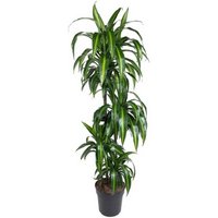 Kategorie <b>Produkt ohne Kategoriezuordnung </b> - Dracaena Hawaiian Sunshine 90-60-30-15 27 cm Topf 140 cm Höhe
