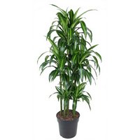 Kategorie <b>Produkt ohne Kategoriezuordnung </b> - Dracaena Hawaiian Sunshine 90-carrousel 31 cm Topf 150 cm Höhe