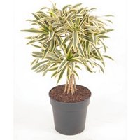 Kategorie <b>Produkt ohne Kategoriezuordnung </b> - Dracaena India carrousel 27 cm Topf 110 cm Höhe