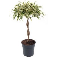 Kategorie <b>Produkt ohne Kategoriezuordnung </b> - Dracaena India gevlochten Stamm 21 cm Topf 60 cm Höhe