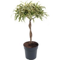 Kategorie <b>Produkt ohne Kategoriezuordnung </b> - Dracaena India gevlochten Stamm 24 cm Topf 80 cm Höhe