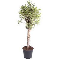 Kategorie <b>Produkt ohne Kategoriezuordnung </b> - Dracaena India Stamm 31 cm Topf 130 cm Höhe