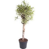 Kategorie <b>Produkt ohne Kategoriezuordnung </b> - Dracaena India Stamm 40 cm Topf 170 cm Höhe