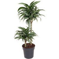 Kategorie <b>Produkt ohne Kategoriezuordnung </b> - Dracaena Jade Jewel 45-15 19 cm Topf 80 cm Höhe