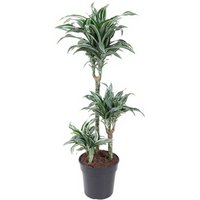 Kategorie <b>Produkt ohne Kategoriezuordnung </b> - Dracaena Jade Jewel 60-30-15 21 cm Topf 100 cm Höhe