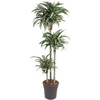Kategorie <b>Produkt ohne Kategoriezuordnung </b> - Dracaena Jade Jewel 90-60-30 24 cm Topf 140 cm Höhe