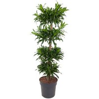 Kategorie <b>Produkt ohne Kategoriezuordnung </b> - Dracaena Jamaica carrousel 24 cm Topf 80 cm Höhe