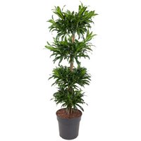 Kategorie <b>Produkt ohne Kategoriezuordnung </b> - Dracaena Jamaica carrousel 31 cm Topf 160 cm Höhe