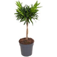 Kategorie <b>Produkt ohne Kategoriezuordnung </b> - Dracaena Jamaica gevlochten Stamm 24 cm Topf 100 cm Höhe