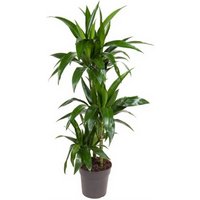 Kategorie <b>Produkt ohne Kategoriezuordnung </b> - Dracaena Janet Craig 60-30-15 21 cm Topf 110 cm Höhe