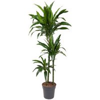 Kategorie <b>Produkt ohne Kategoriezuordnung </b> - Dracaena Janet Craig 90-60-30 24 cm Topf 160 cm Höhe