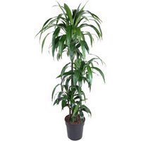 Kategorie <b>Produkt ohne Kategoriezuordnung </b> - Dracaena Janet Craig 90-60-30-15 27 cm Topf 150 cm Höhe