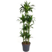 Kategorie <b>Produkt ohne Kategoriezuordnung </b> - Dracaena Janet Craig 120-carrousel 34 cm Topf 190 cm Höhe