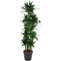 Kategorie <b>Produkt ohne Kategoriezuordnung </b> - Dracaena Janet Craig 150-carrousel 40 cm Topf 220 cm Höhe
