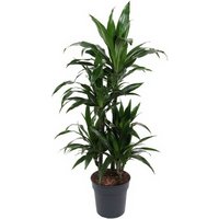 Kategorie <b>Produkt ohne Kategoriezuordnung </b> - Dracaena Janet Craig 60-carrousel 24 cm Topf 100 cm Höhe