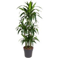 Kategorie <b>Produkt ohne Kategoriezuordnung </b> - Dracaena Janet Craig 90-carrousel 31 cm Topf 150 cm Höhe