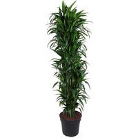 Kategorie <b>Produkt ohne Kategoriezuordnung </b> - Dracaena Janet Craig verzweigt 27 cm Topf 120 cm Höhe
