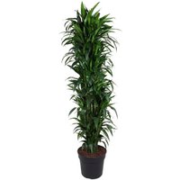 Kategorie <b>Produkt ohne Kategoriezuordnung </b> - Dracaena Janet Craig verzweigt 31 cm Topf 150 cm Höhe
