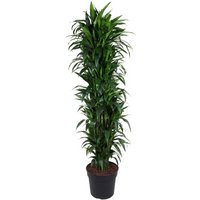 Kategorie <b>Produkt ohne Kategoriezuordnung </b> - Dracaena Janet Craig verzweigt 40 cm Topf 220 cm Höhe