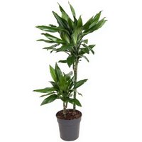 Kategorie <b>Produkt ohne Kategoriezuordnung </b> - Dracaena Janet Lind 45-15 19 cm Topf 100 cm Höhe