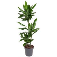 Kategorie <b>Produkt ohne Kategoriezuordnung </b> - Dracaena Janet Lind 60-30-15 21 cm Topf 110 cm Höhe