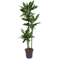 Kategorie <b>Produkt ohne Kategoriezuordnung </b> - Dracaena Janet Lind 90-60-30 24 cm Topf 140 cm Höhe