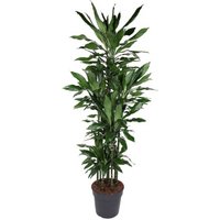 Kategorie <b>Produkt ohne Kategoriezuordnung </b> - Dracaena Janet Lind 120-carrousel 34 cm Topf 190 cm Höhe