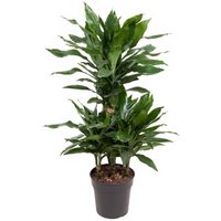 Kategorie <b>Produkt ohne Kategoriezuordnung </b> - Dracaena Janet Lind 45-carrousel 21 cm Topf 100 cm Höhe