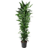 Kategorie <b>Produkt ohne Kategoriezuordnung </b> - Dracaena Janet Lind verzweigt 21 cm Topf 70 cm Höhe