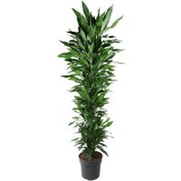 Kategorie <b>Produkt ohne Kategoriezuordnung </b> - Dracaena Janet Lind verzweigt 24 cm Topf 100 cm Höhe
