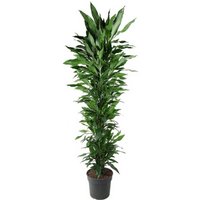 Kategorie <b>Produkt ohne Kategoriezuordnung </b> - Dracaena Janet Lind verzweigt 27 cm Topf 110 cm Höhe