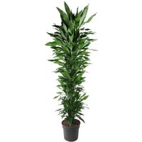 Kategorie <b>Produkt ohne Kategoriezuordnung </b> - Dracaena Janet Lind verzweigt 40 cm Topf 200 cm Höhe