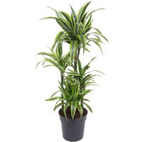 Kategorie <b>Produkt ohne Kategoriezuordnung </b> - Dracaena Lemon Lime 60-carrousel 24 cm Topf 110 cm Höhe