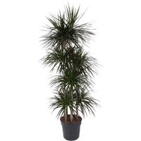 Kategorie <b>Produkt ohne Kategoriezuordnung </b> - Dracaena Magenta 120-carrousel 34 cm Topf 170 cm Höhe