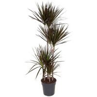 Kategorie <b>Produkt ohne Kategoriezuordnung </b> - Dracaena Magenta 90-60-30-15 27 cm Topf 140 cm Höhe
